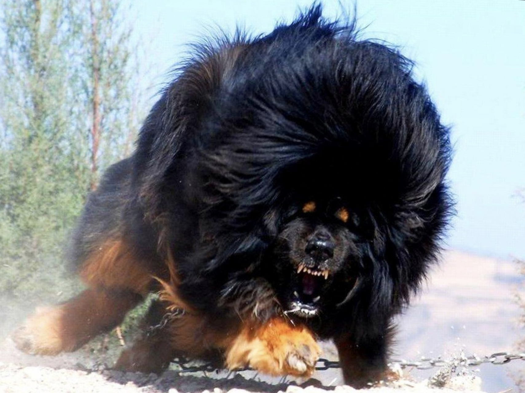 巨型比特犬变异版(禁止饲养) 鬼獒变异版(禁止饲养) 它们都是能单杀