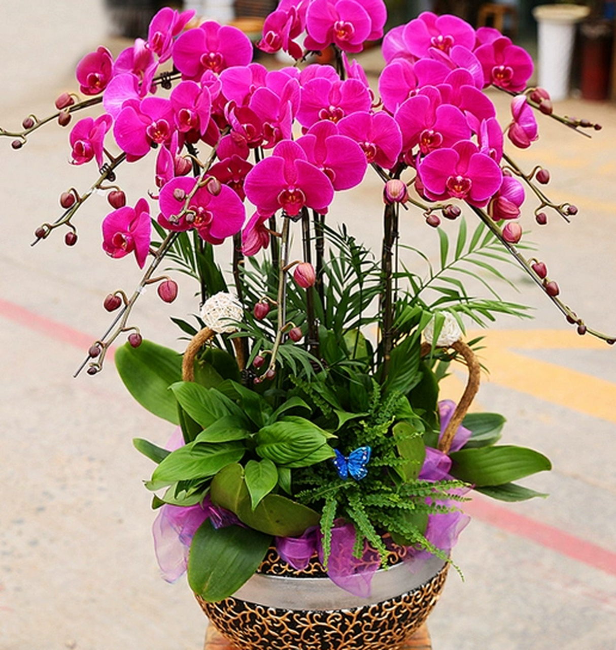 春节期间,人们会选择摆放花卉来增添节日气氛和带来好运.