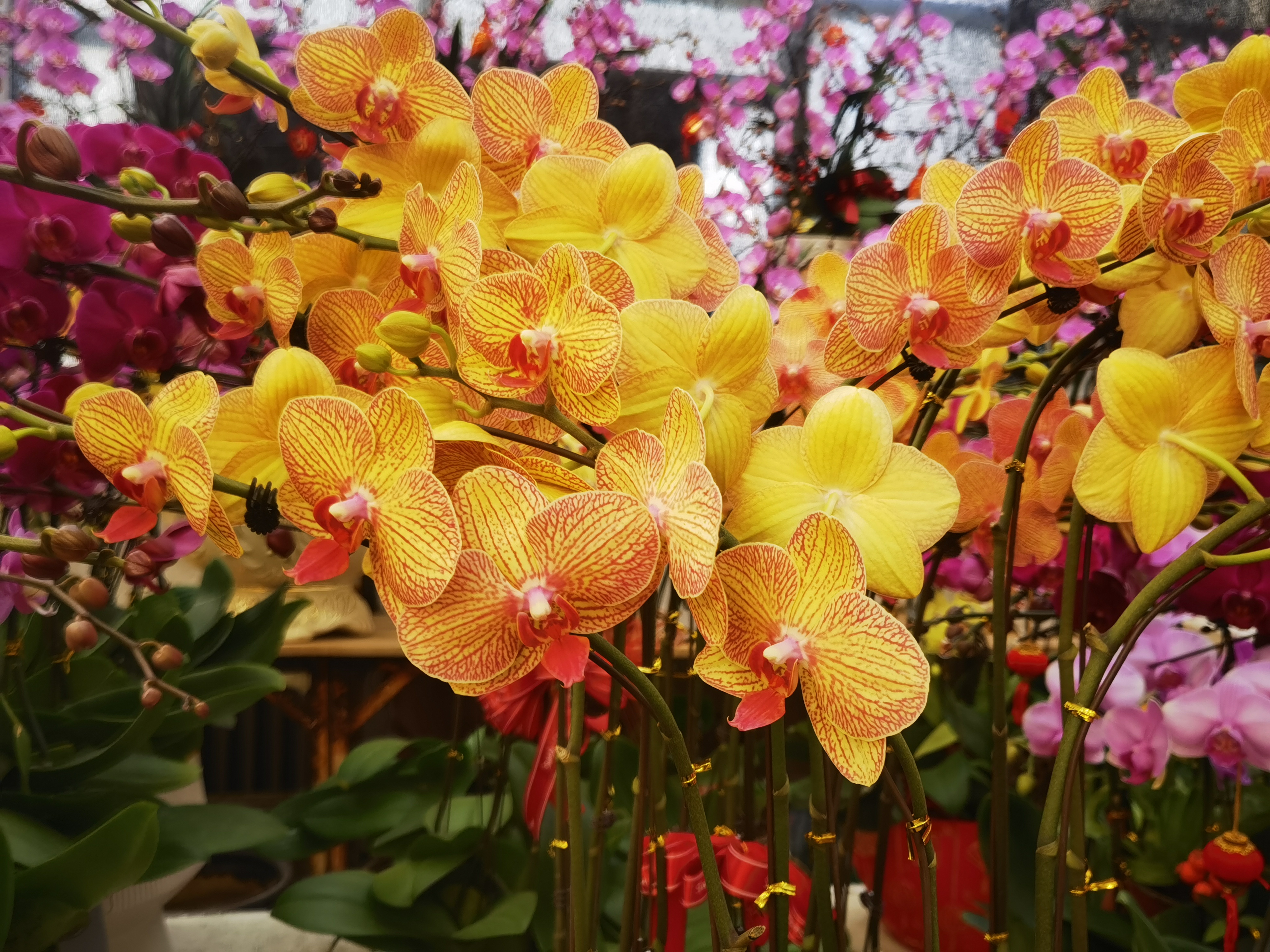 青岛枯桃花卉市场