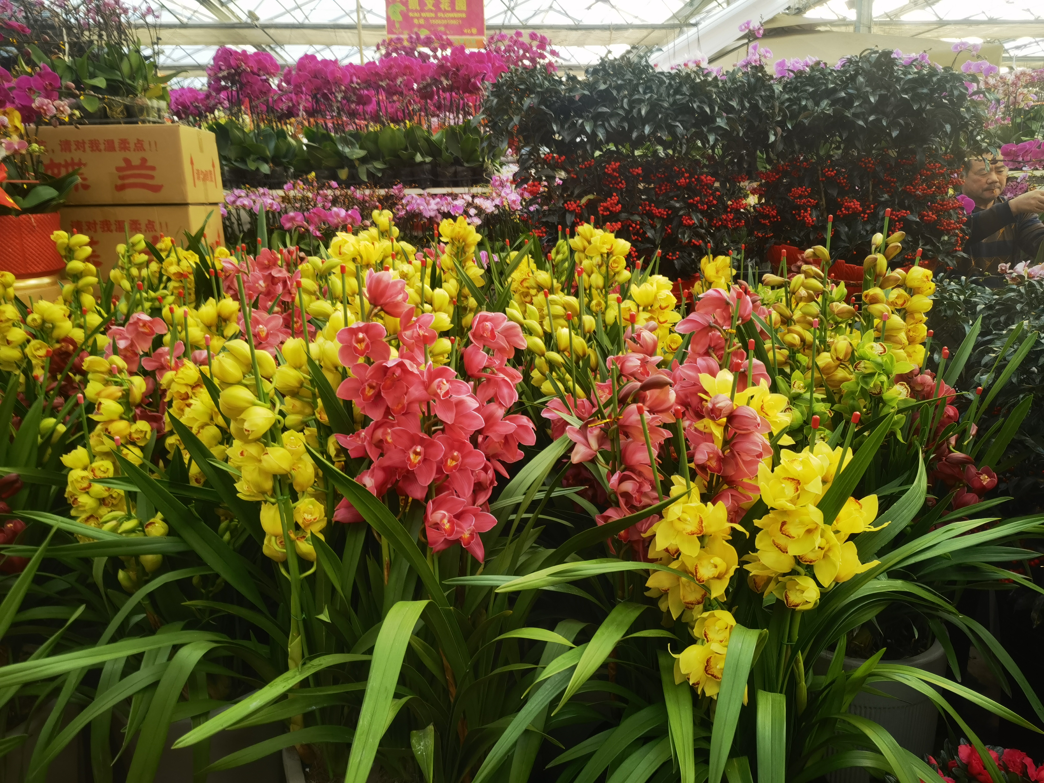 青岛枯桃花卉市场