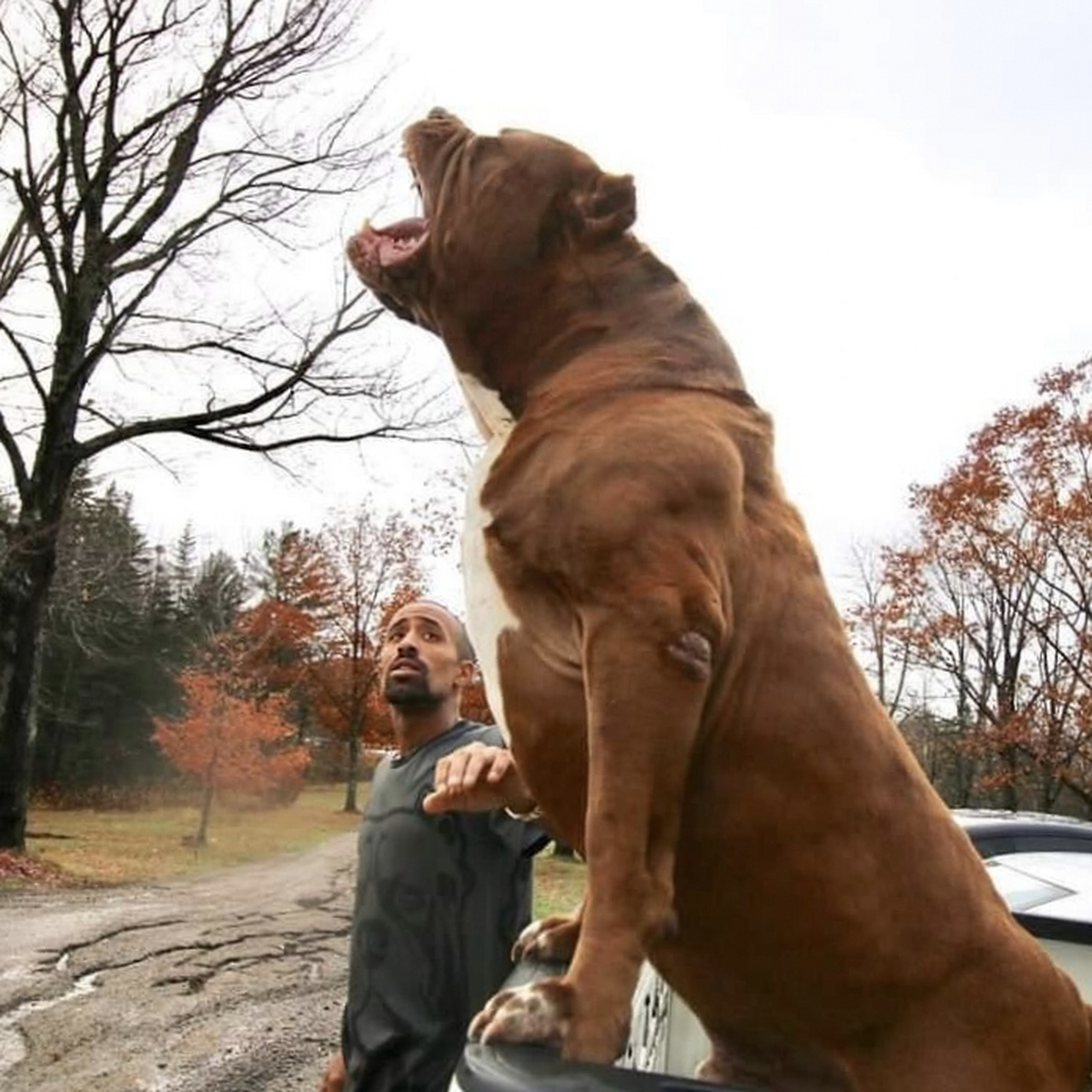 巨型比特犬变异版(禁止饲养) 鬼獒变异版(禁止饲养) 它们都是能单杀