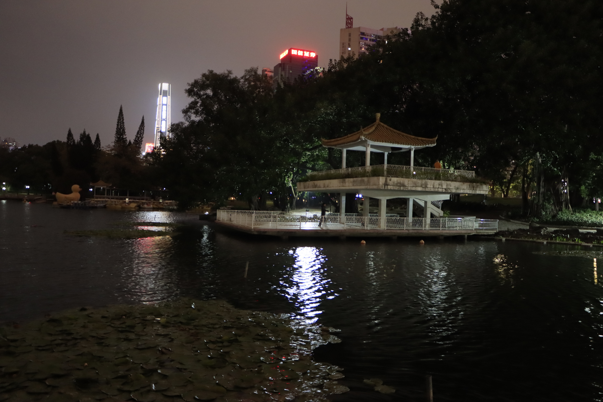 深圳罗湖荔枝公园夜景拍摄