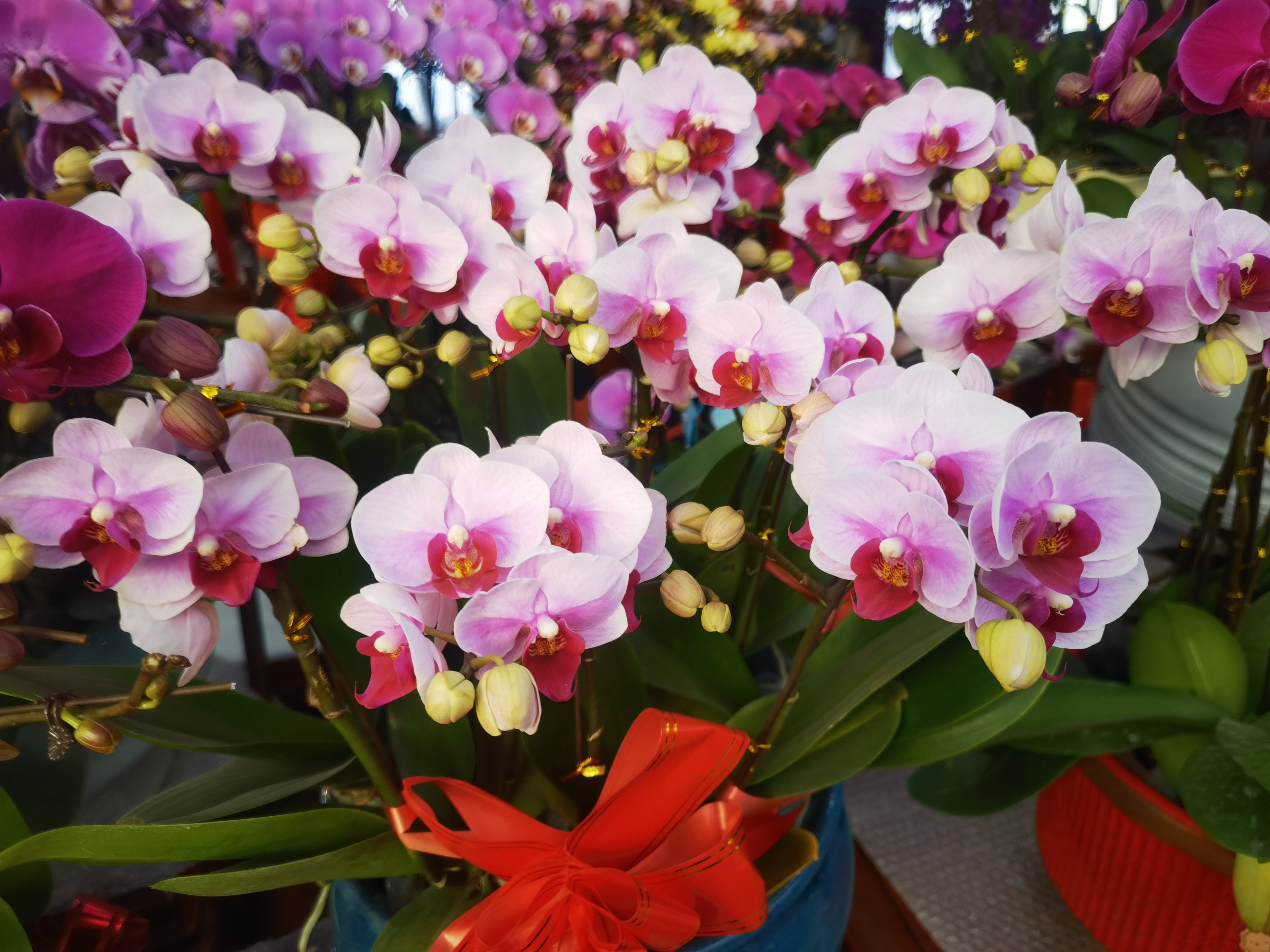 青岛枯桃花卉市场