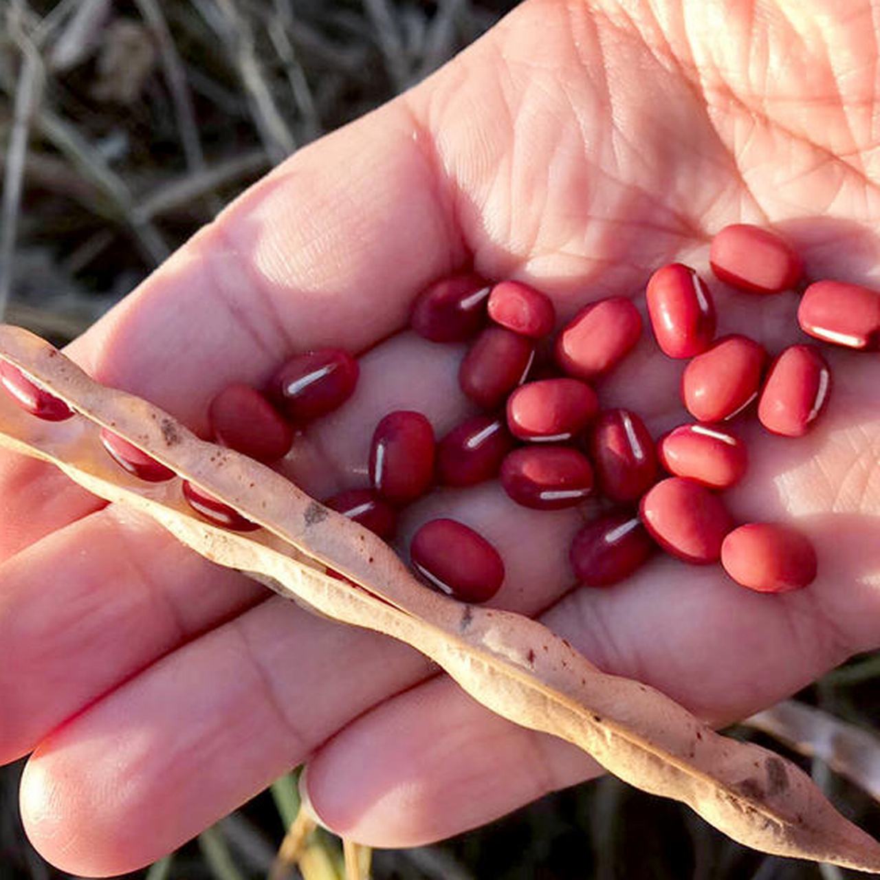 [原文:红小豆几月份播种合适?种.