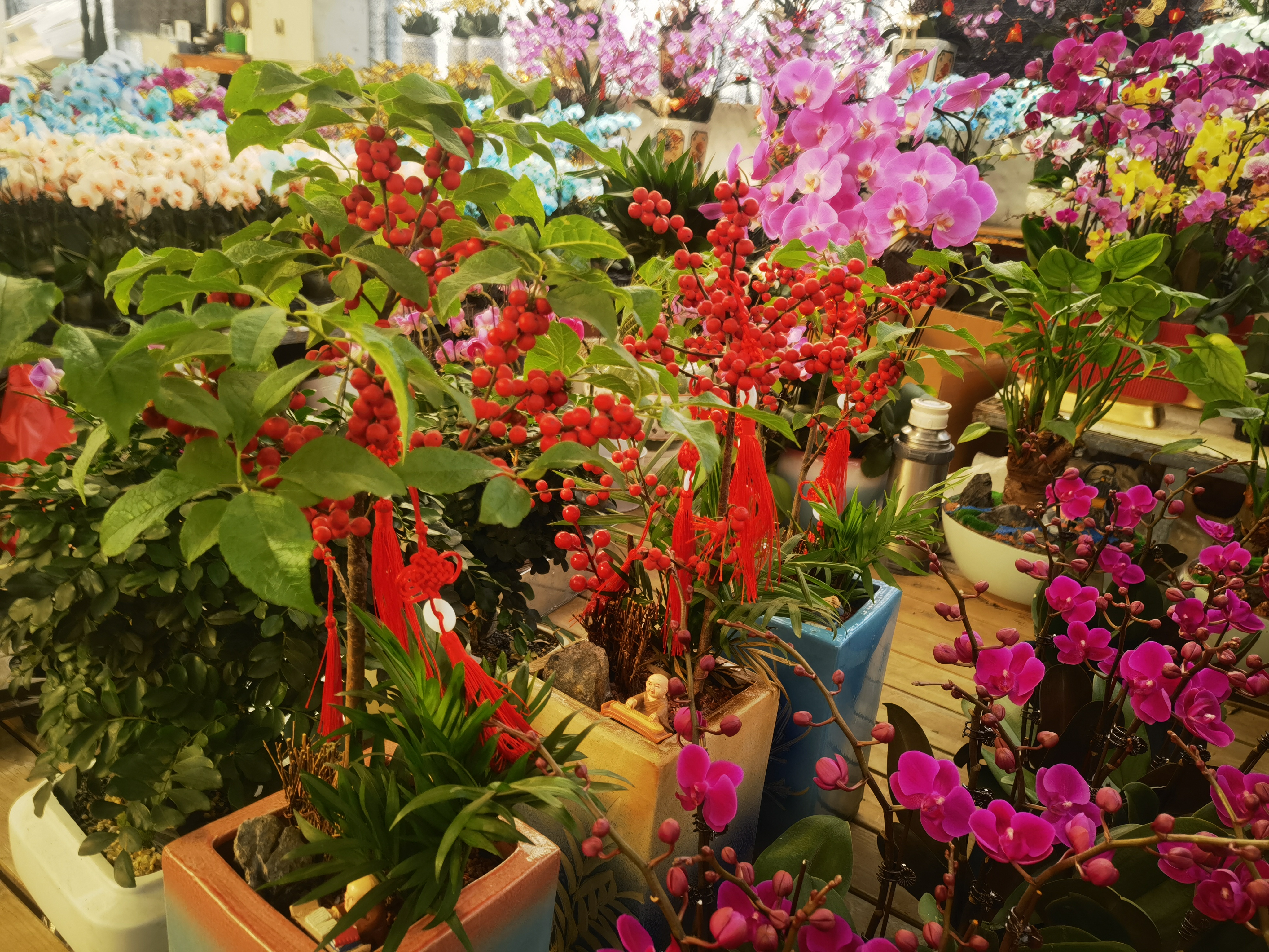 青岛枯桃花卉市场