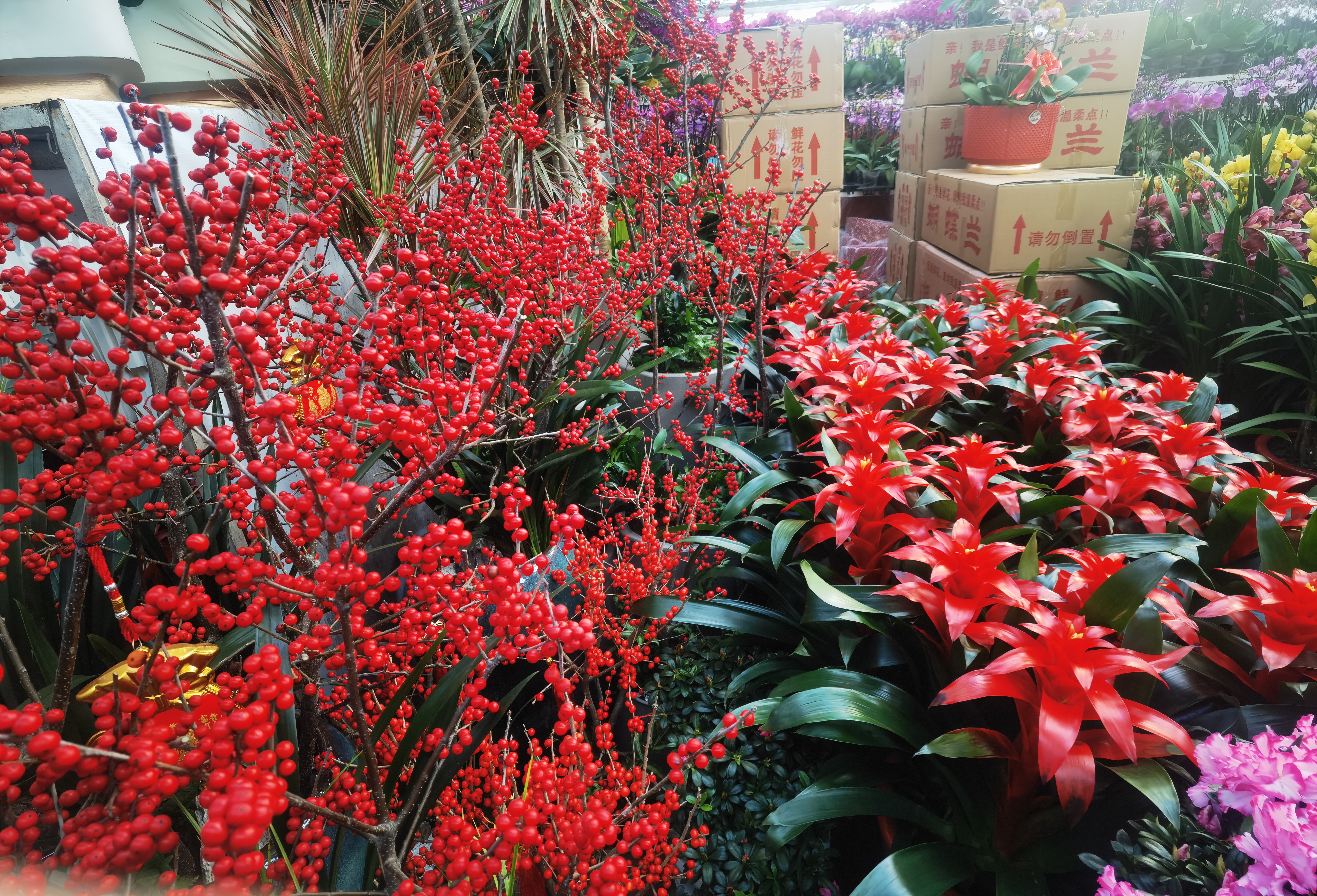 青岛枯桃花卉市场