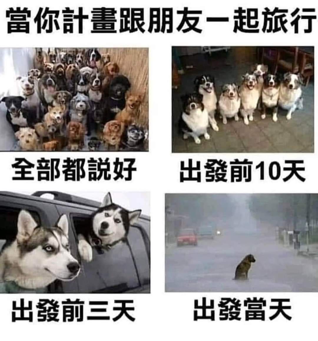 出发当天剩一只狗图片图片