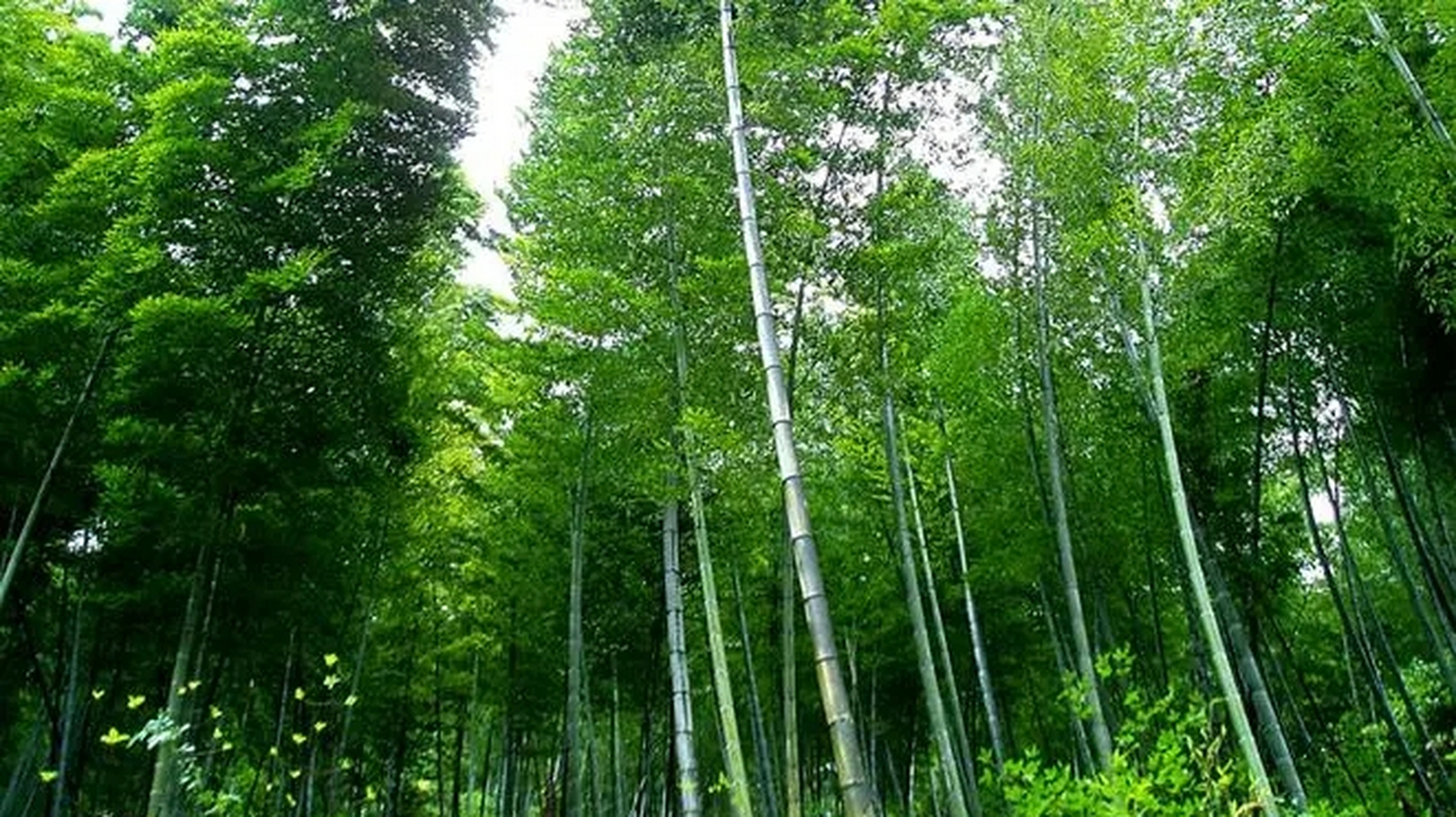 益阳洪山竹海图片