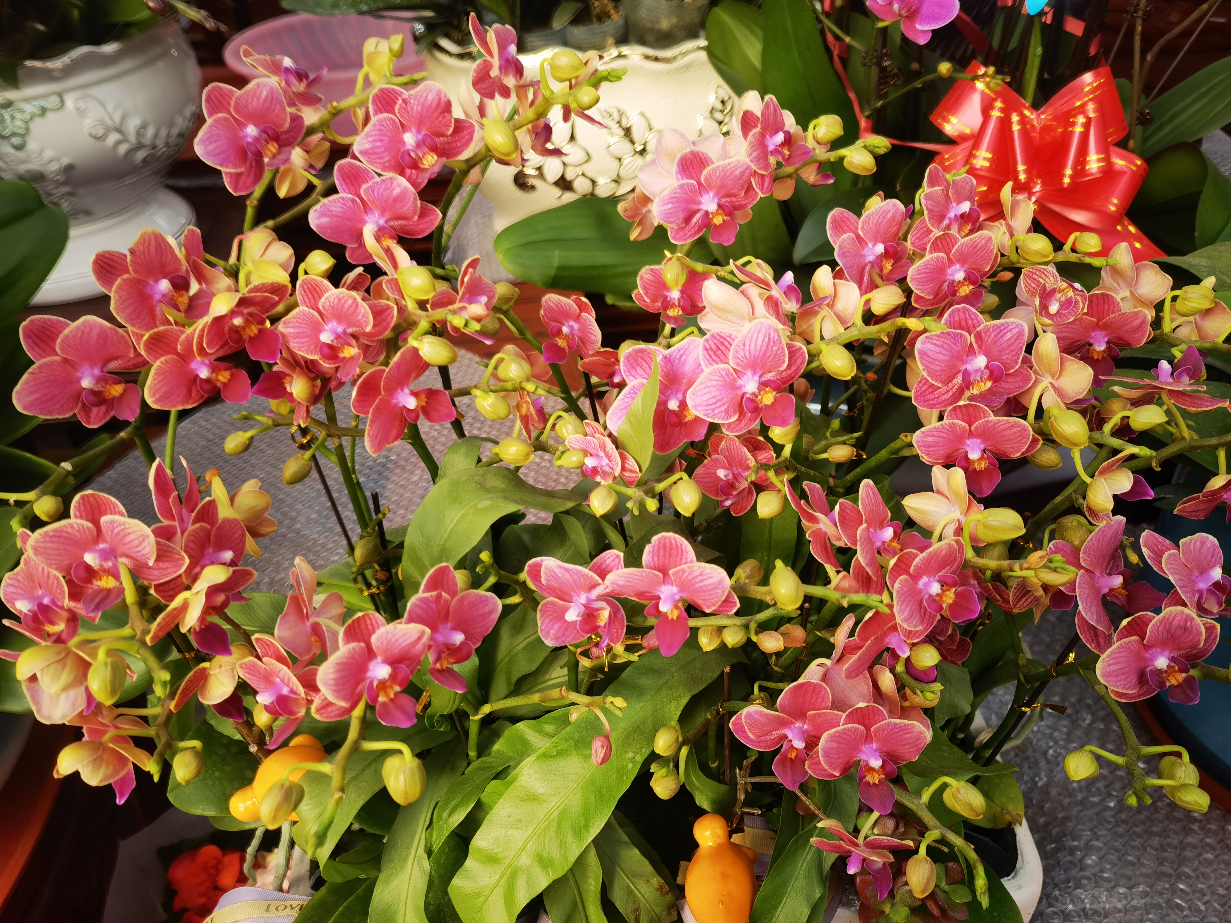 青岛枯桃花卉市场