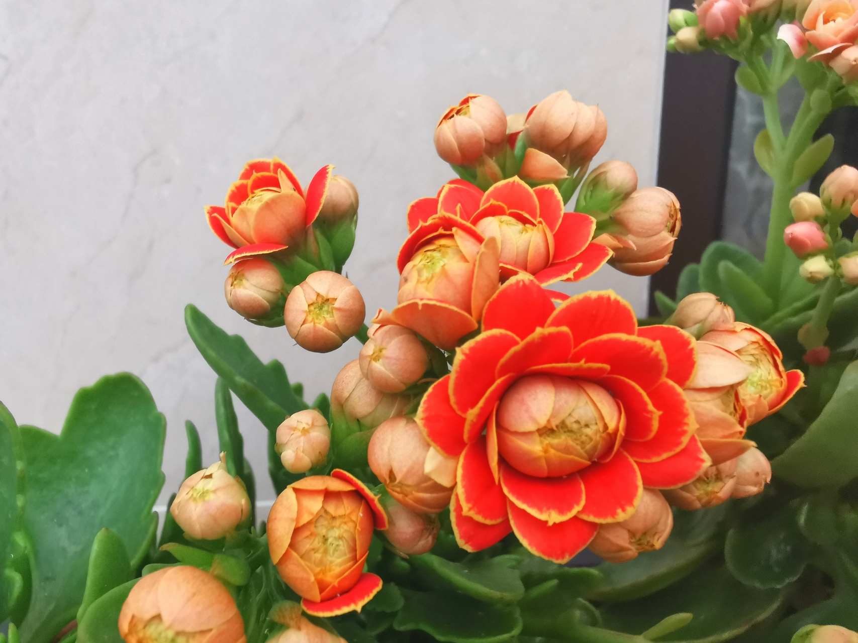 能 ,长寿花是短日照植物,当秋分过后,日照时长慢慢的变短,到一个敏感