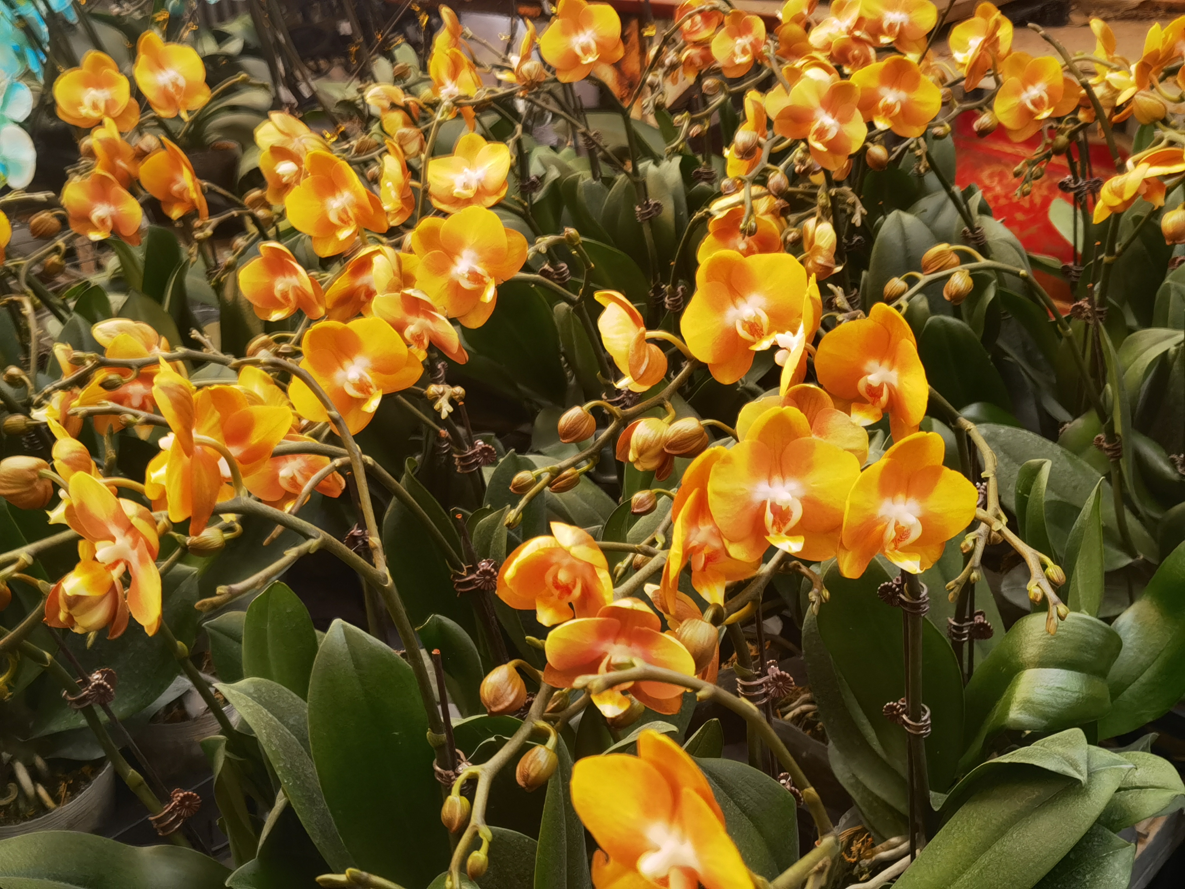 青岛枯桃花卉市场