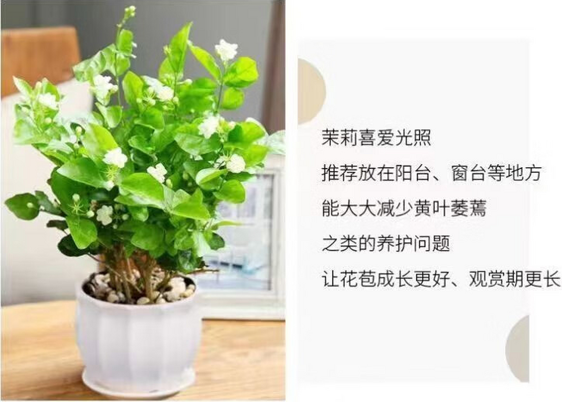 茉莉花修剪方法图片