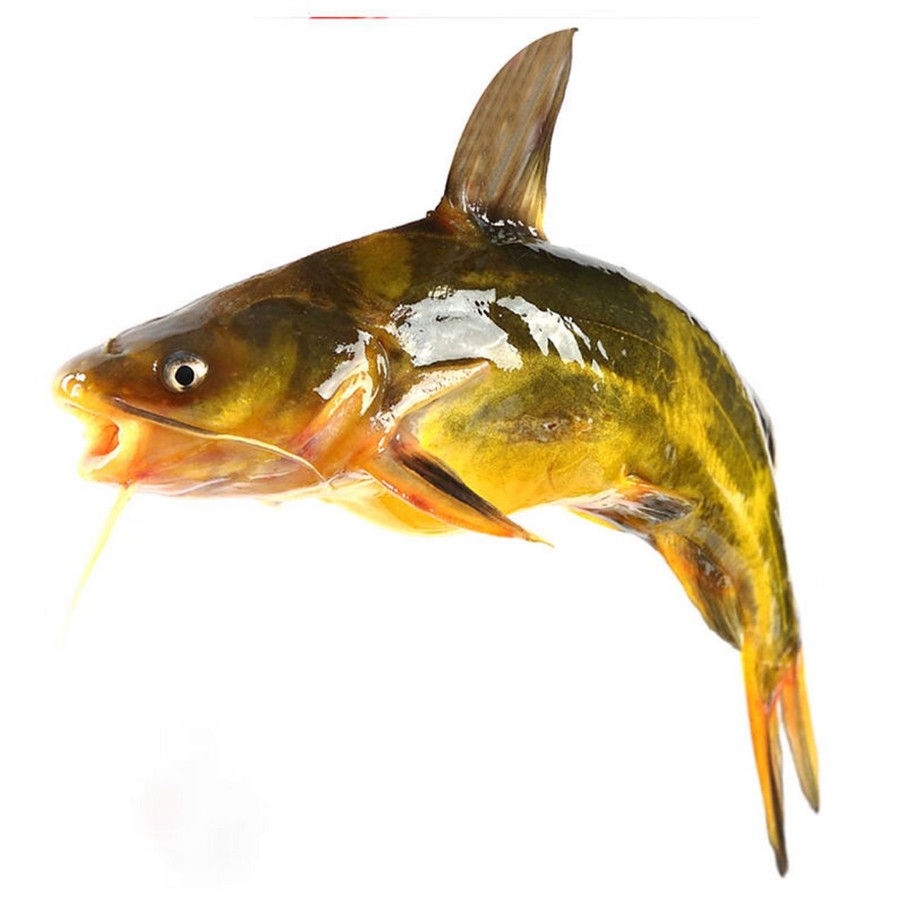 烹饪方法和技巧,可以烹饪出各种美味的昂刺鱼菜肴. 3.