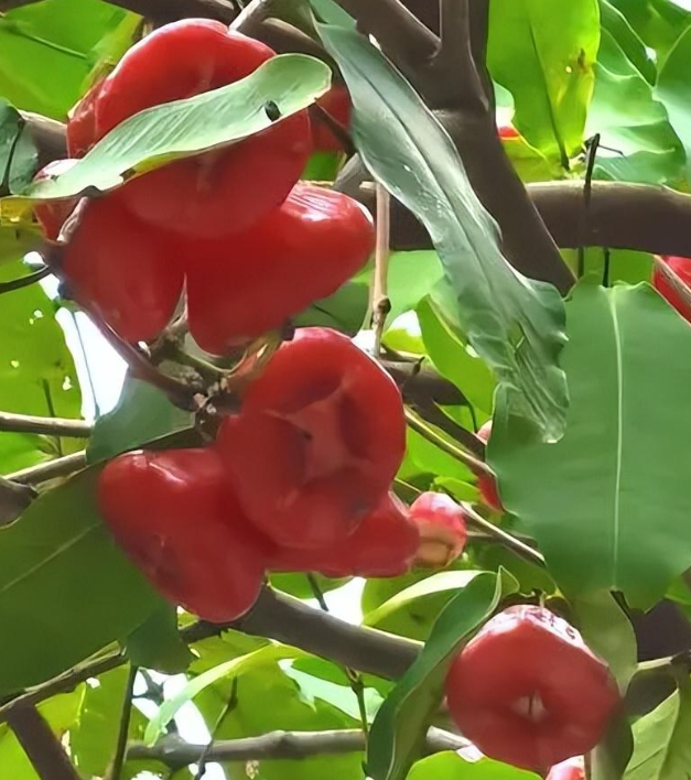 蓮霧的果實如圓潤小棗般,顏色多樣,果肉呈白色或淡紅色,十分誘人.