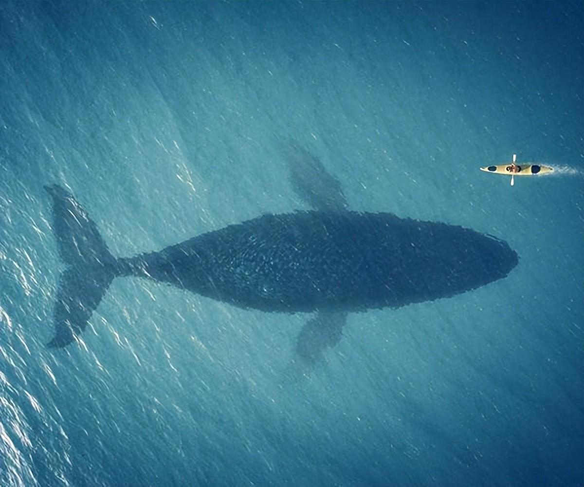 鲸和海豚都是用“肺”呼吸，如果给它们吃喝，可以养在陆地上吗？