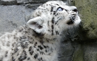 又长又绒像厚毛毯连行走都要叼起雪豹尾巴为何如此特殊