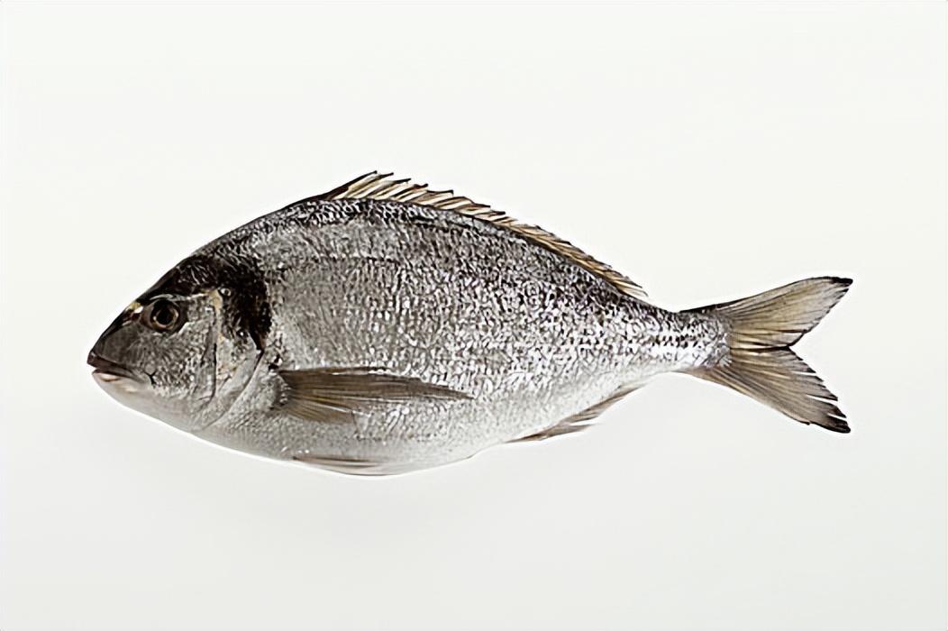 金头鲷鱼营养价值图片