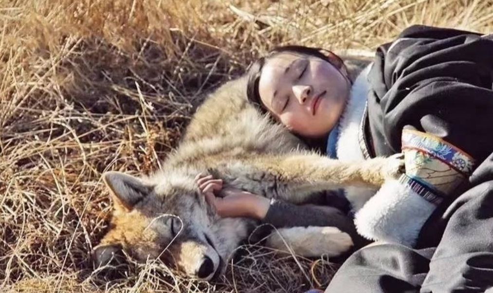 回顾成都30岁女子认狼做子忍痛助子重返狼群结局感人肺腑