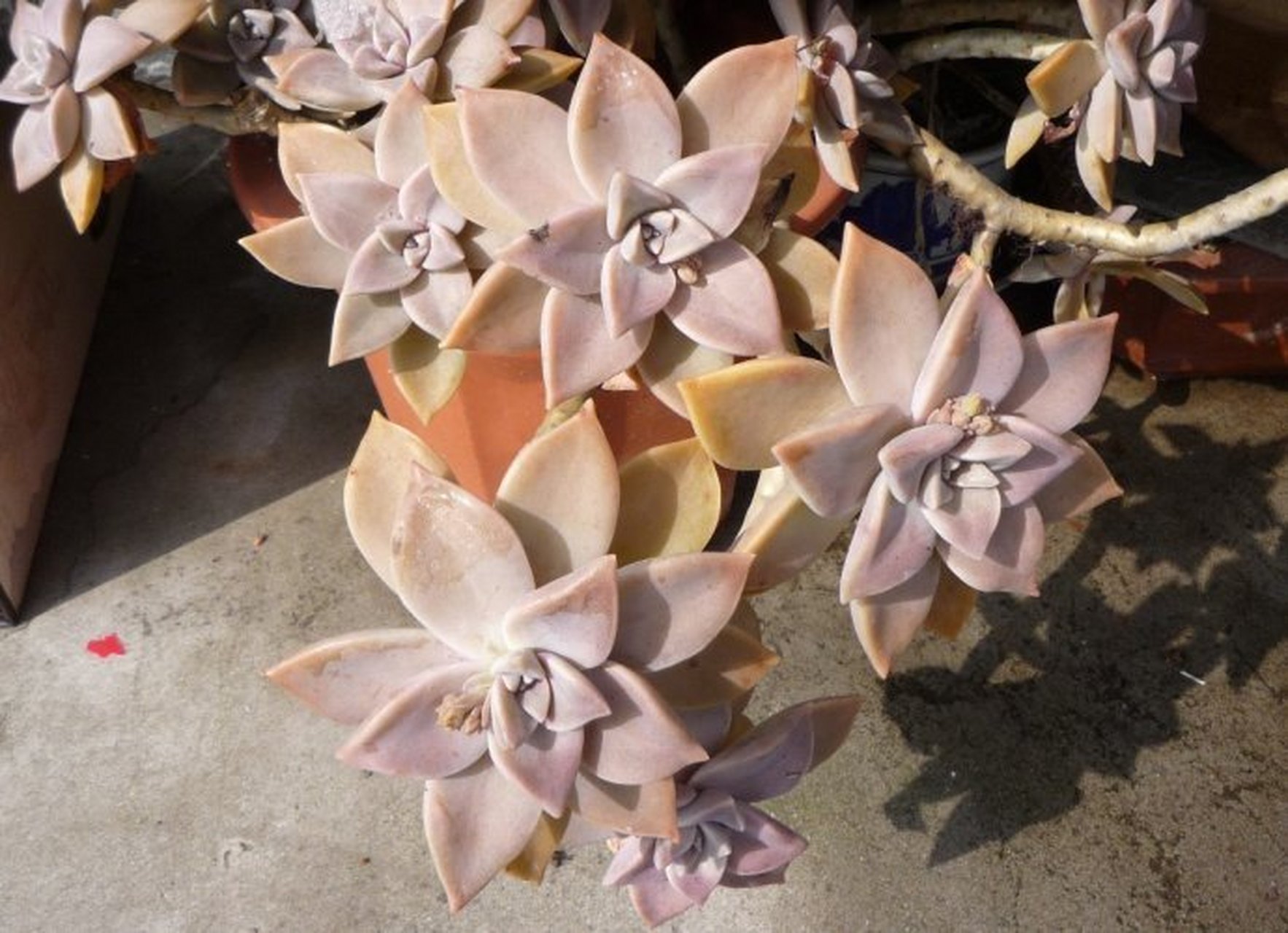 胧月和姬胧月是多肉植物中的两种,虽然名字相似,但它们在形态特征