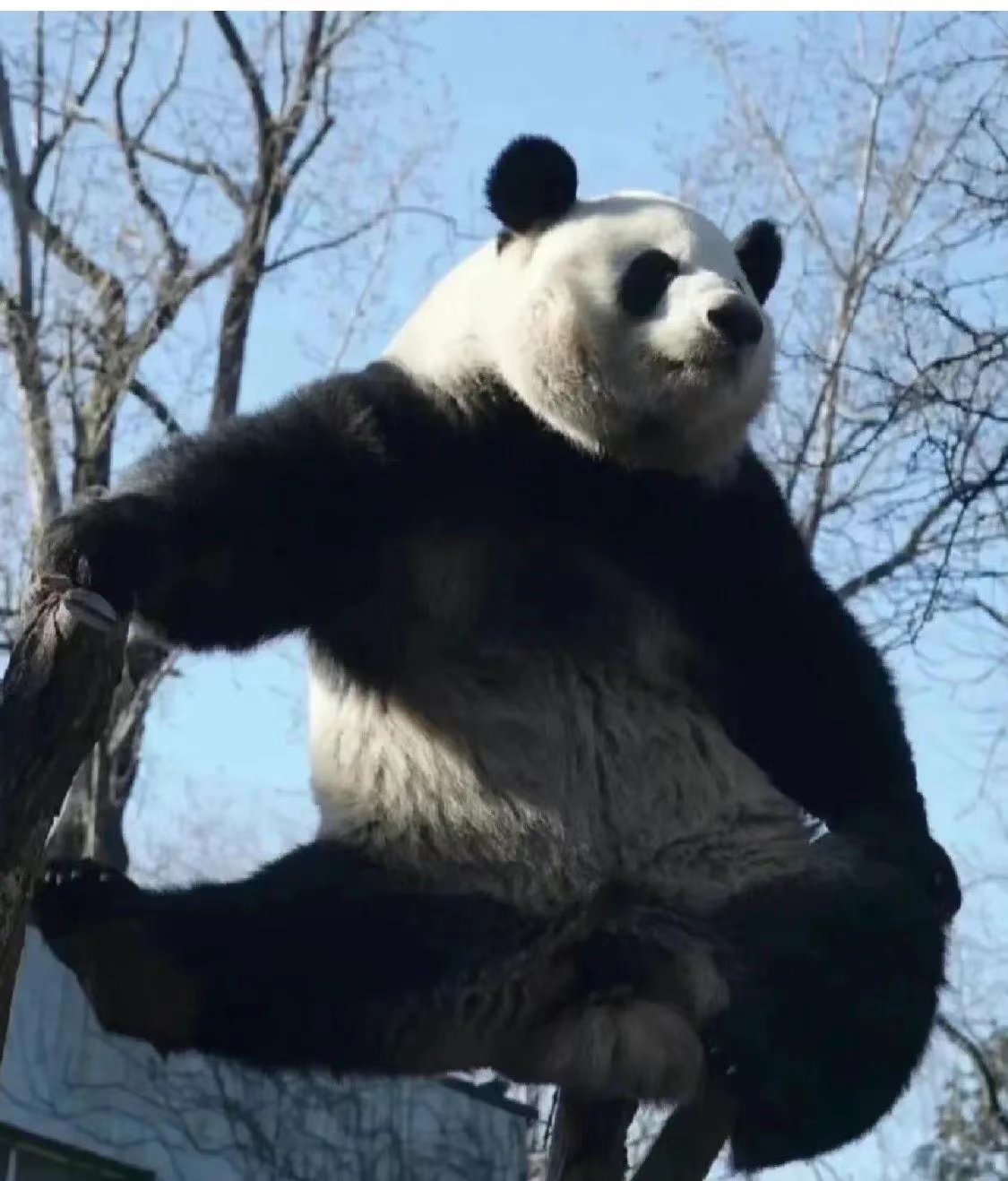 熊猫属于什么科动物