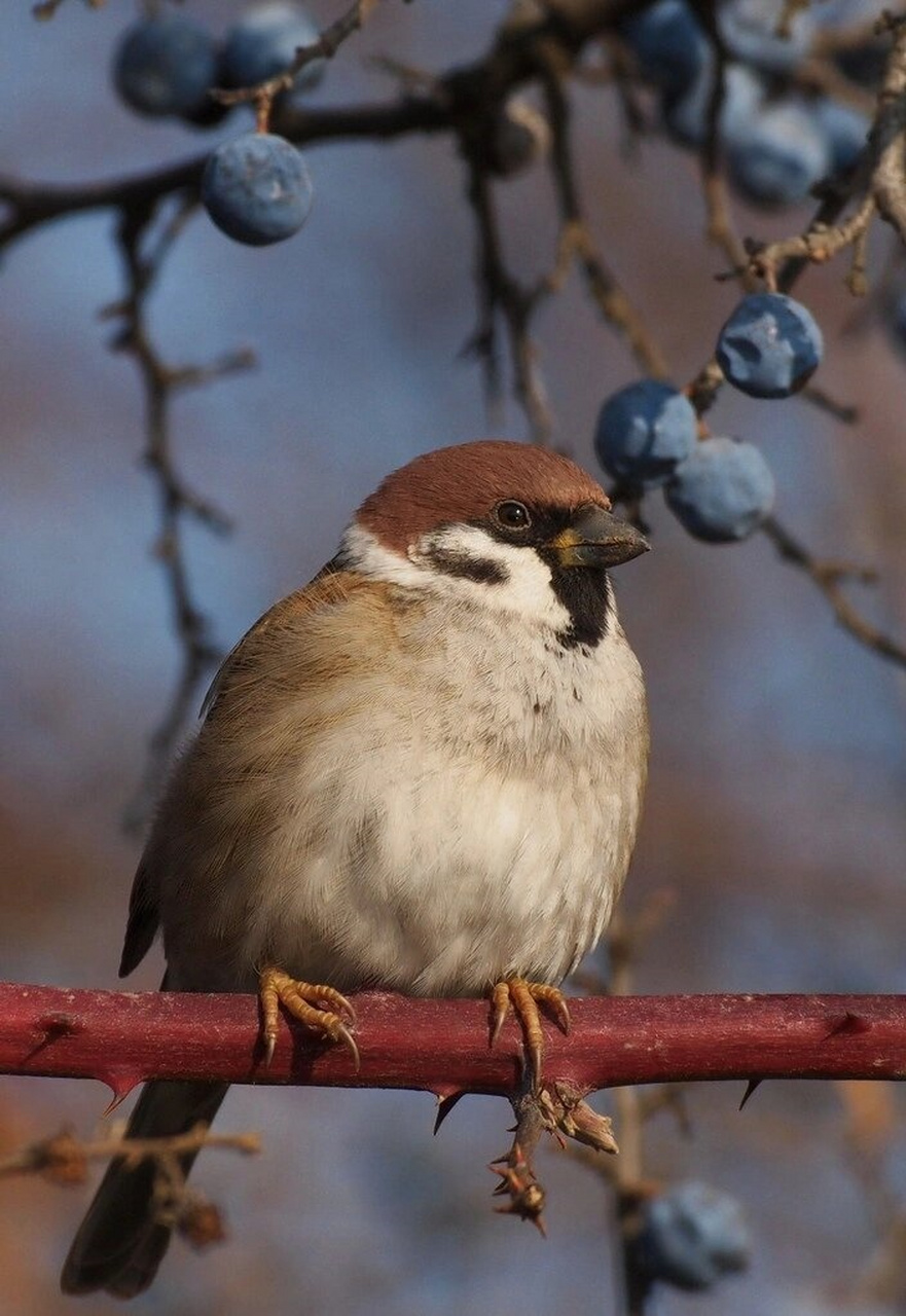 每天了解一种动物树麻雀  说到树麻雀,你可能更熟悉它的别名——麻雀