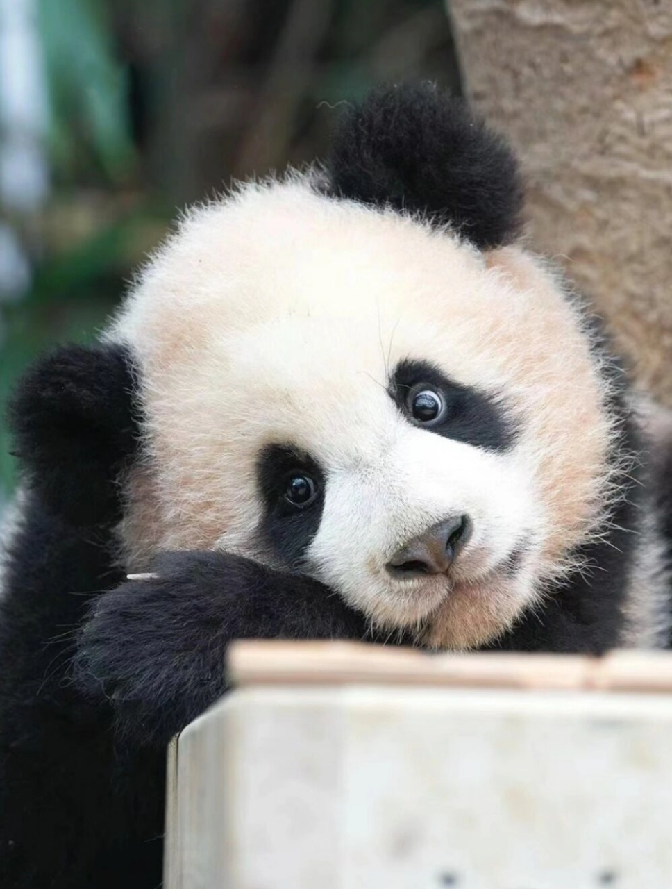 睿宝小牙牙出来了  大熊猫爱宝是国家一级保护动物,它是地球上的瑰宝