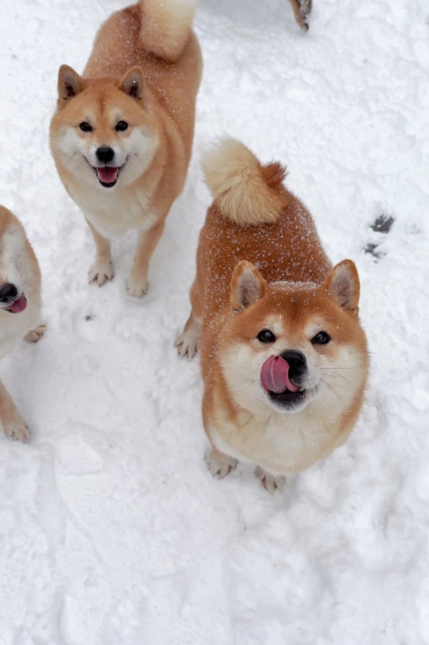 狗玩雪表情包图片