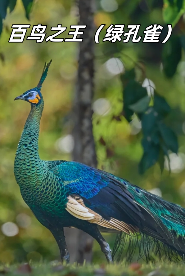 因为数量稀少,它被尊为中国国家一级保护动物,受到严格的保护.