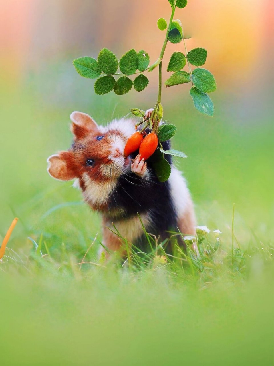 每天认识一种可爱动物 原仓鼠  中文名:原仓鼠  别名:小憨鼠,欧洲仓鼠