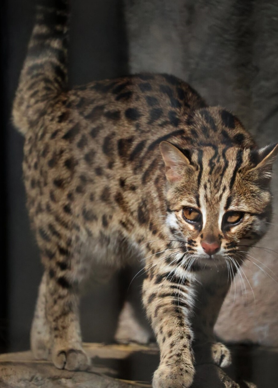 豹猫不仅是美丽的动物,还是国家保护动物.