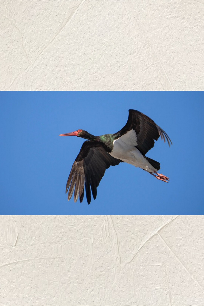 国家一级保护动物黑鹳  黑鹳,学名ciconia nigra,是鹳形目鹳科鹳属的