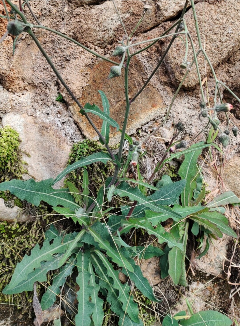 苣荬菜花图片