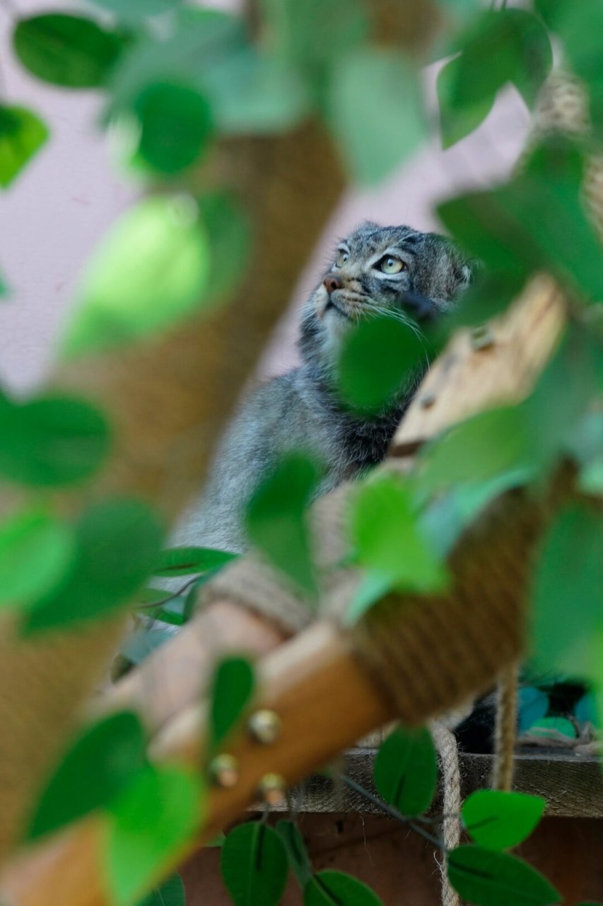 国家二级保护野生动物:兔狲  在青海西宁的"青藏高原野生动物园"里