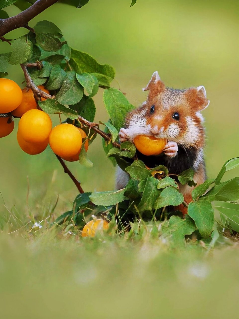 每天认识一种可爱动物 原仓鼠  中文名:原仓鼠  别名:小憨鼠,欧洲仓鼠