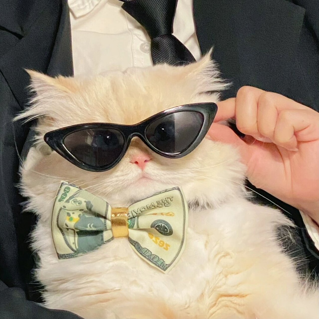 猫猫头像|拜见喵大佬!  今天这位大佬带着他的保镖闪亮登场!