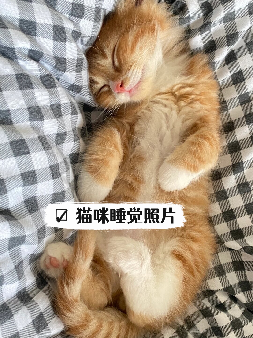 猫咪睡觉照片  也太可爱了吧