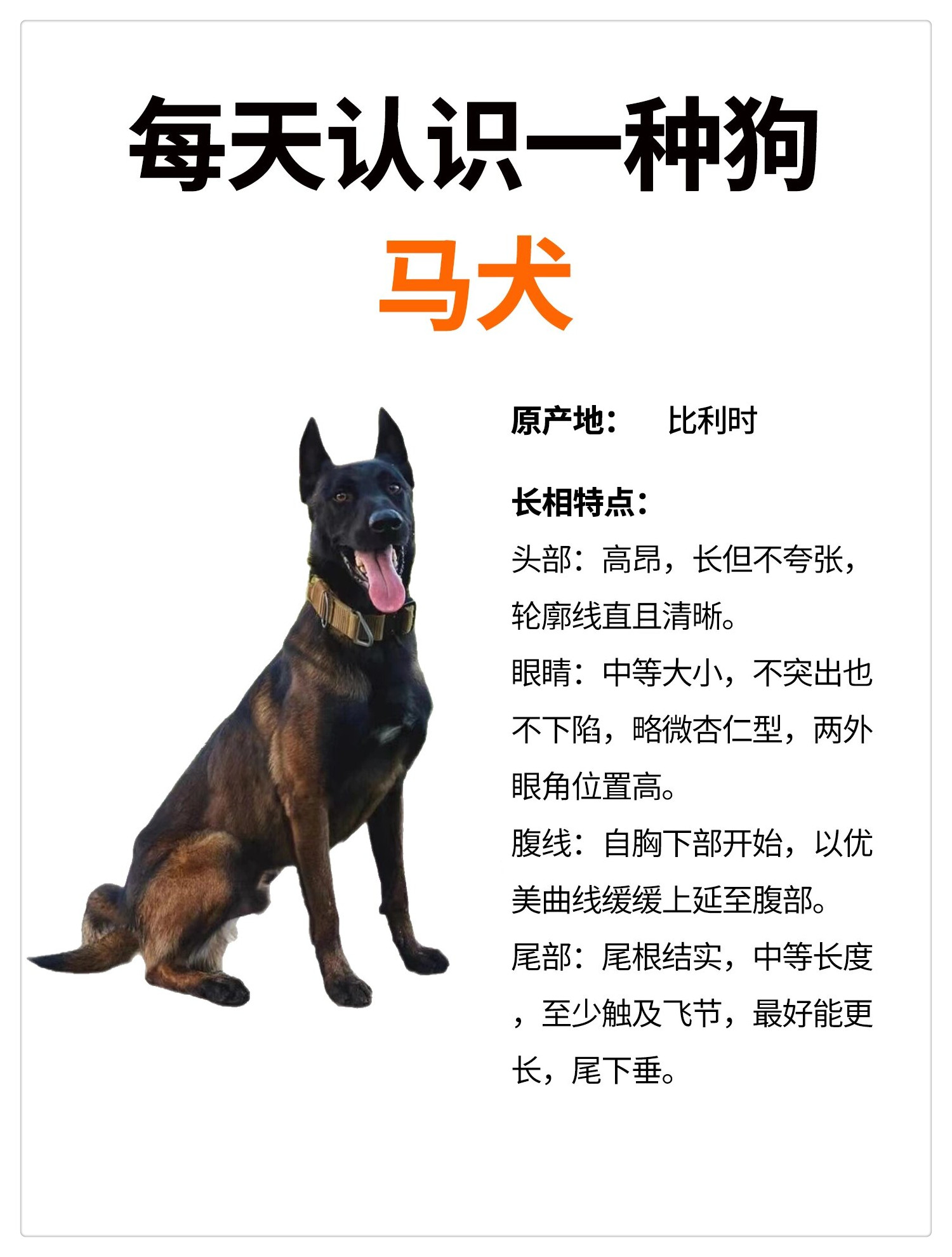 剑血马犬简介图片