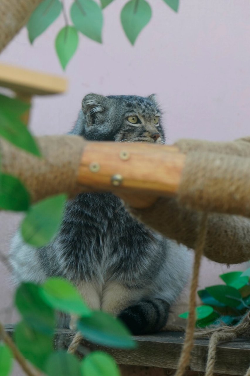 国家二级保护野生动物:兔狲  在青海西宁的"青藏高原野生动物园"里