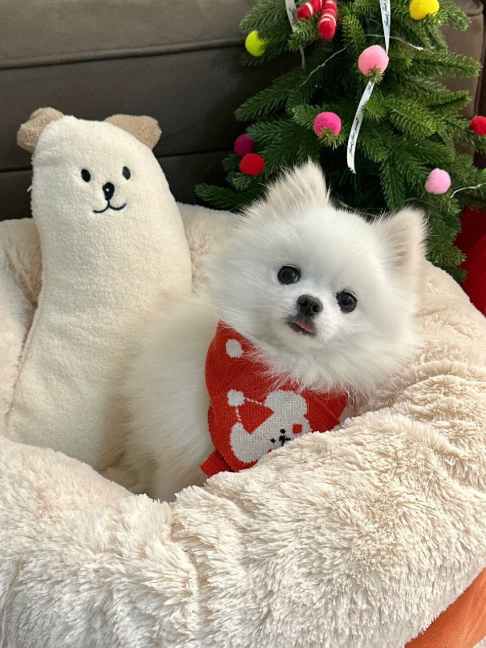 "小呆瓜"这个昵称真是可爱极了,让人立刻联想到一只呆萌无辜的宠物狗