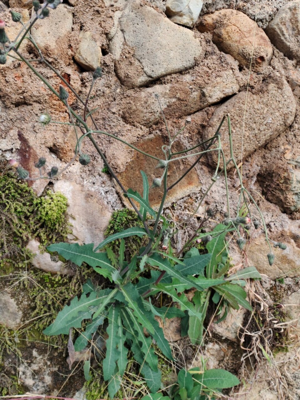 苣荬菜根图片