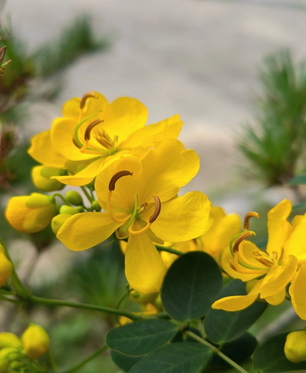 双荚决明!植物  它是一种非常适合种植在阳台或庭院的花卉植物.