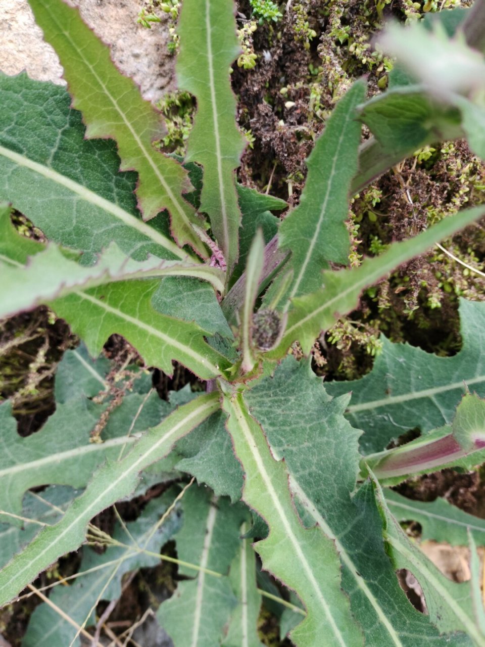 每天认识一种植物—苣荬菜  苣荬菜,菊科苦苣菜属多年生草本植物.