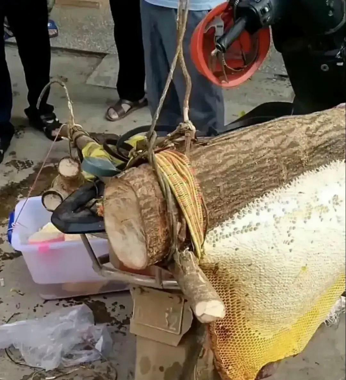 100纯蜂蜜多少钱一斤,怎么分辨真假蜂蜜呢(100纯蜂蜜多少钱一斤,怎么分辨真假蜂蜜呢图片)