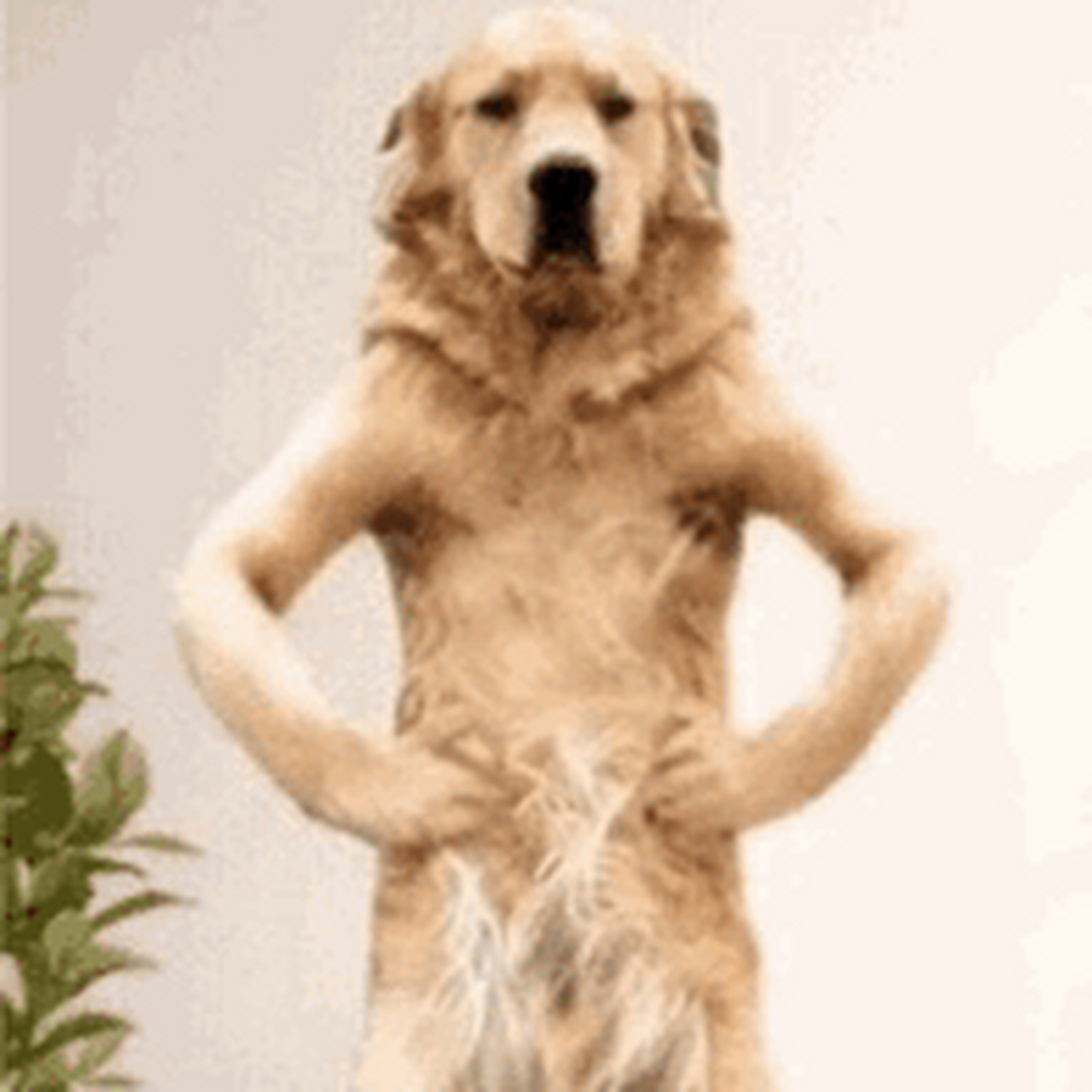 魔性金毛跳舞表情包