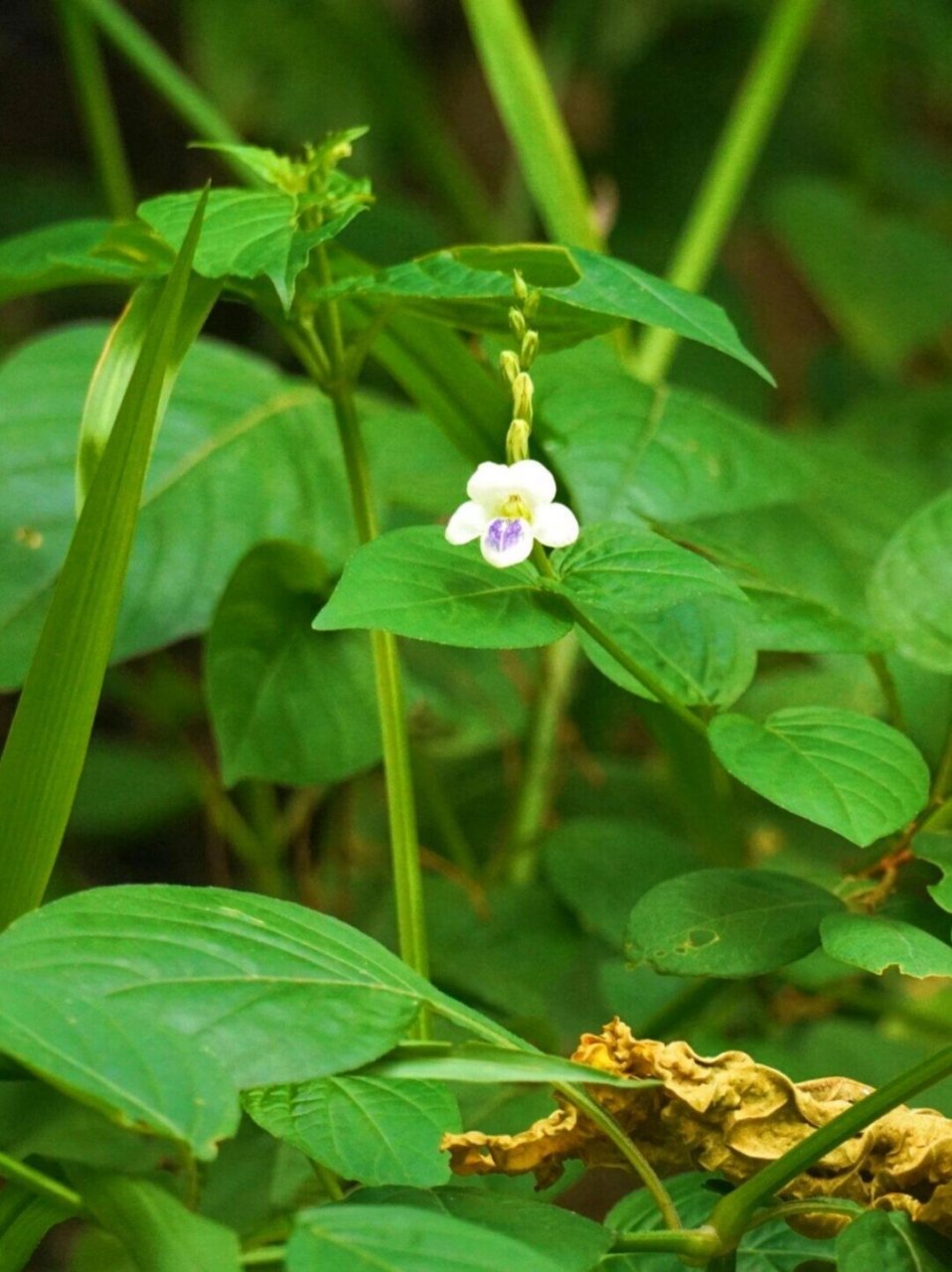 宽叶十万错是一种兼具美丽与实用价值的植物