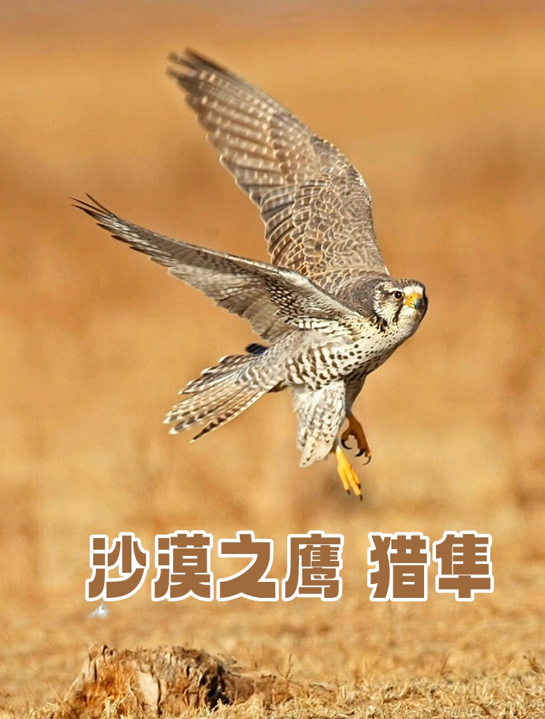 沙漠之鹰 猎隼  猎隼啊,这可是咱们国家的一级保护动物,也是濒临灭绝
