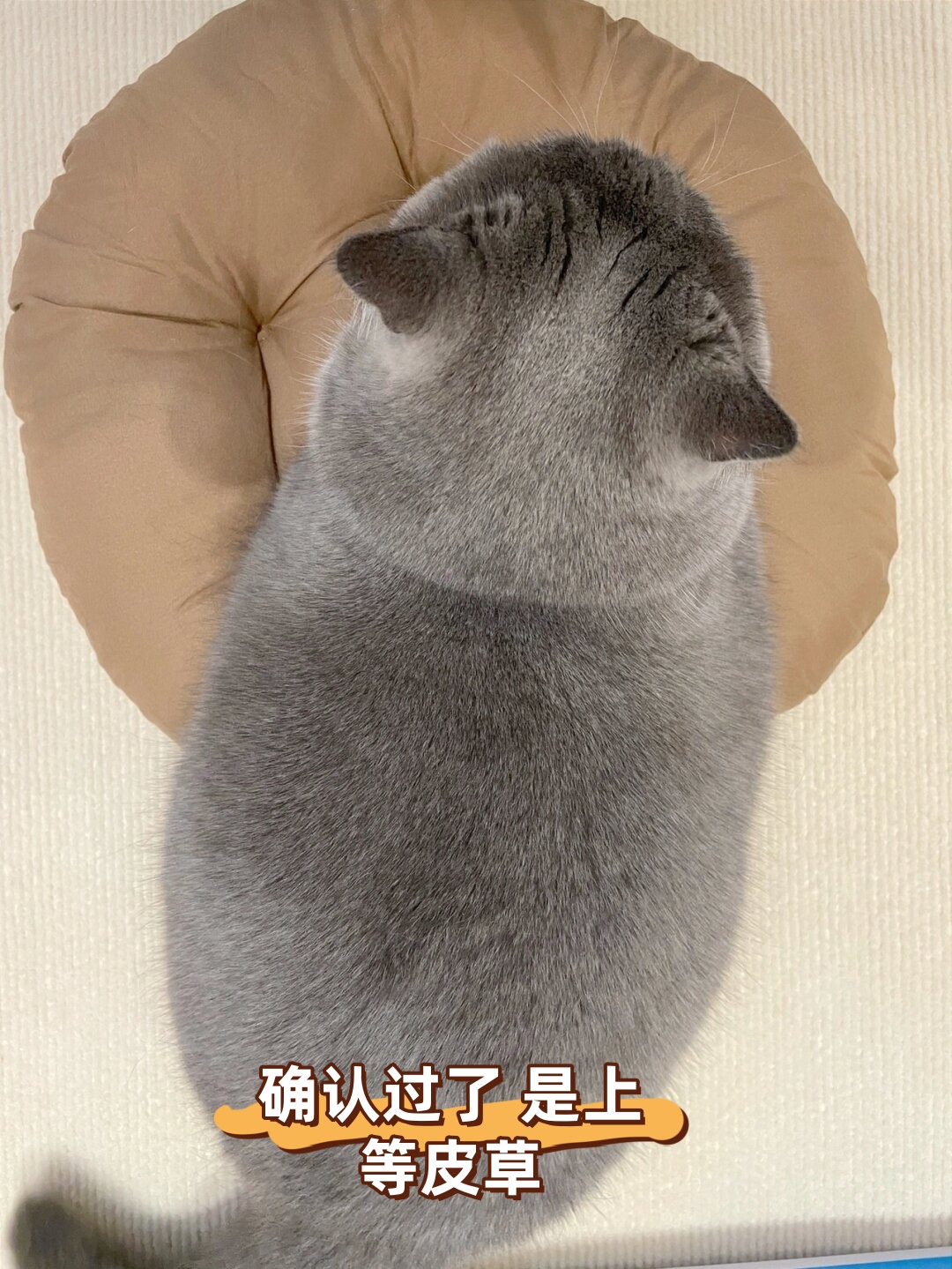 我是一只名叫咻咪的小猫咪,我的毛发非常浓密和柔软,摸起来手感超好