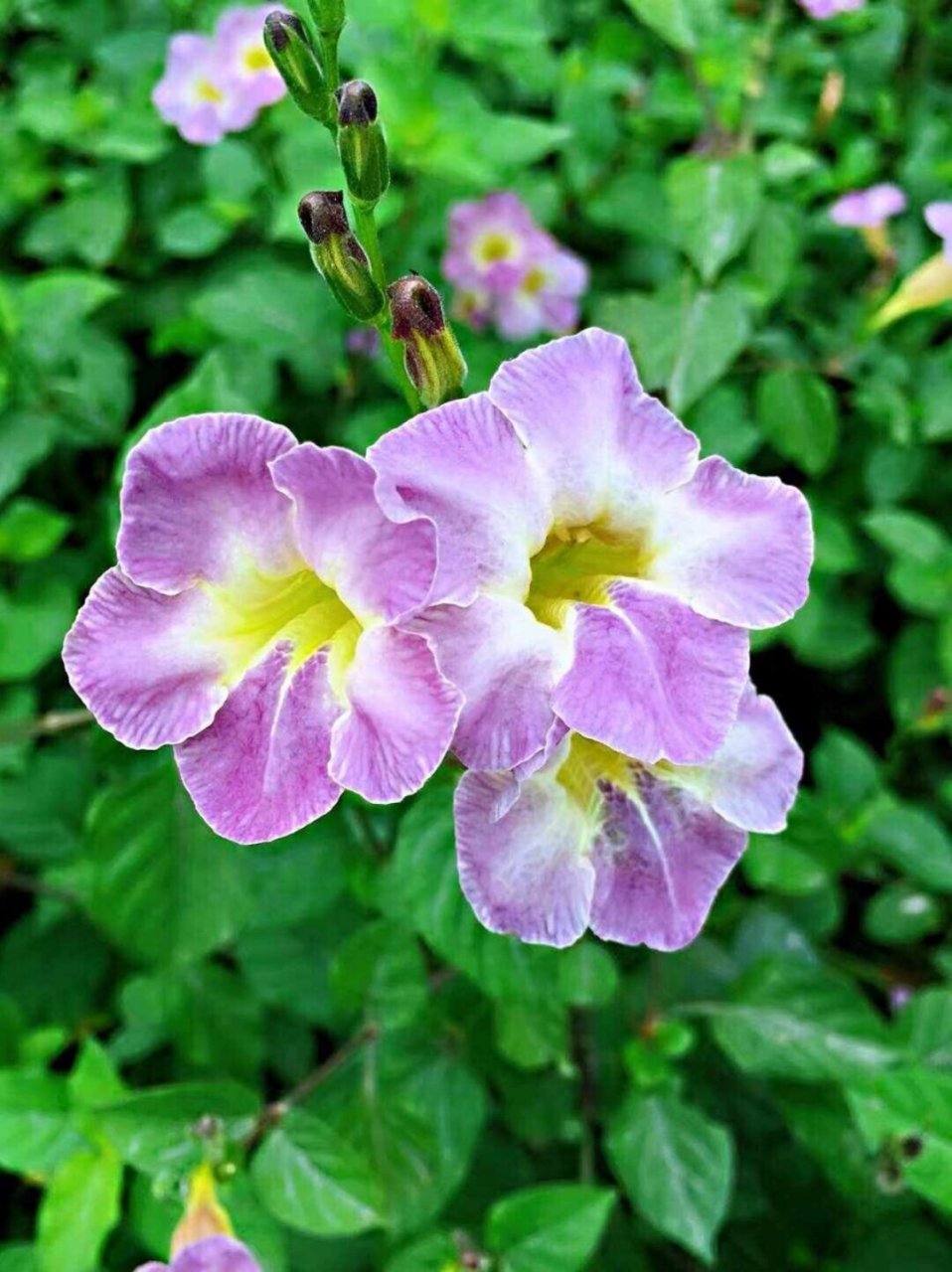 宽叶十万错是一种兼具美丽与实用价值的植物