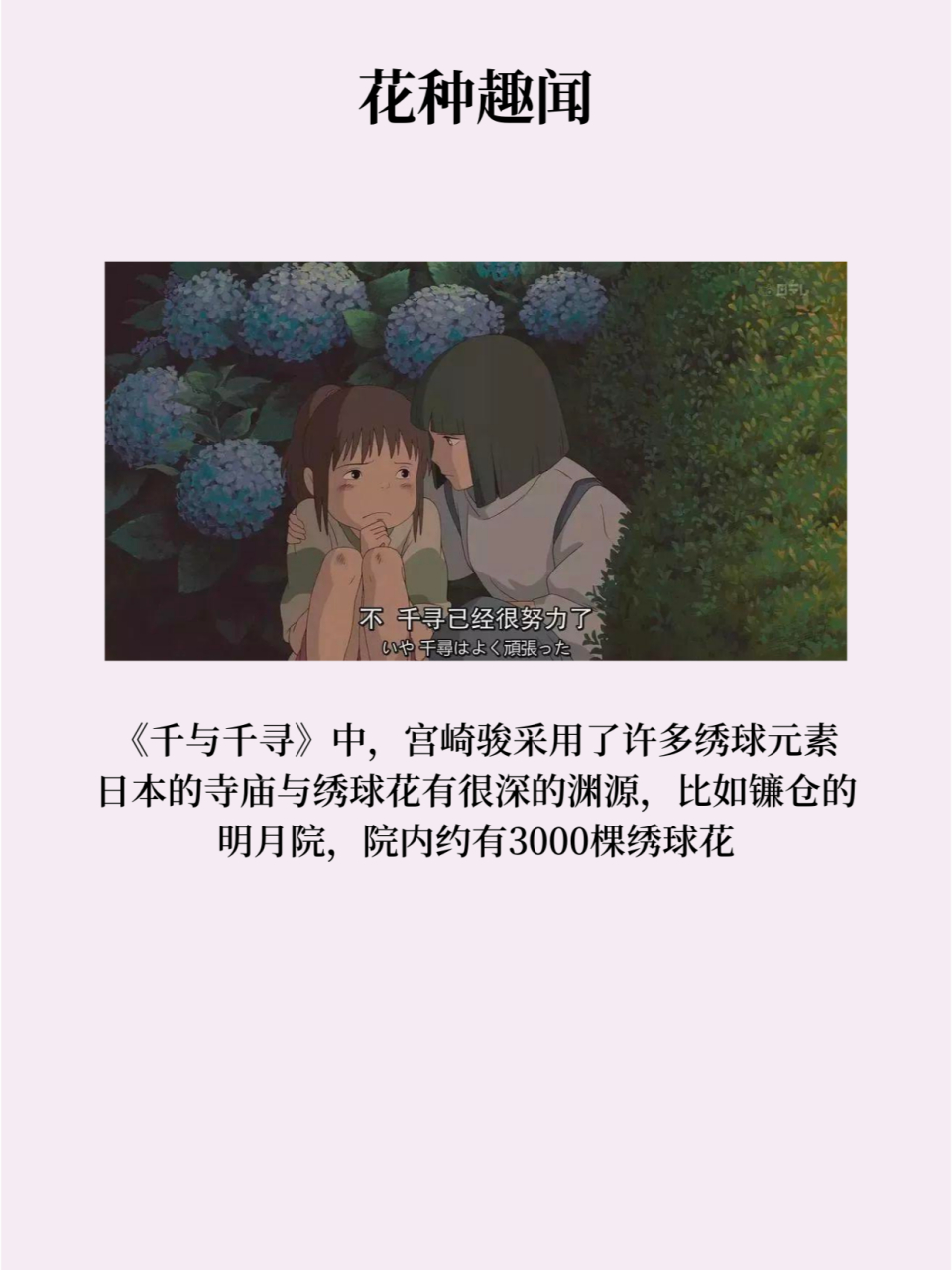 每天认识一种花-宫崎骏漫画的【绣球】  绣球花的花语,是希望,忠贞