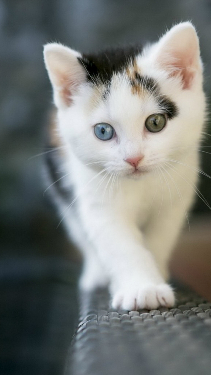 软萌可爱的奶猫壁纸 猫是那种超可爱的带有灵气的小动物.